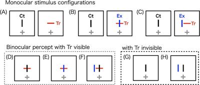 Progressive changes in binocular perception from stereopsis to rivalry